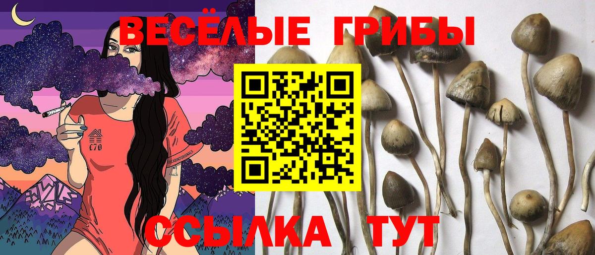 Псилоцибиновые грибы Cubensis Артём